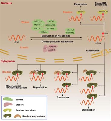 The regulatory role of N6-methyladenosine RNA modification in gastric cancer: Molecular mechanisms and potential therapeutic targets